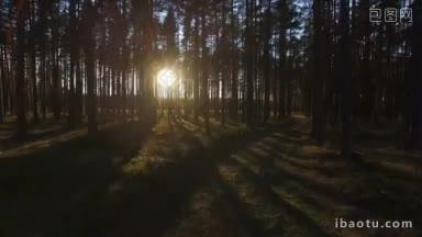 日落时，透过松树林中的阳光鸟瞰图